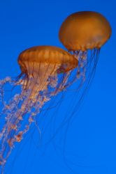Monterey Bay Aquarium Jelly Fish, Nikon D100 no flash. by Larry Ampulski 